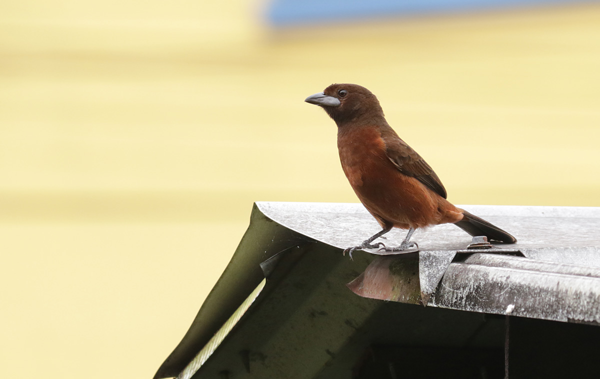 Silver-beaked Tanager